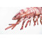 Gaby Tiger Prawn / Kozica