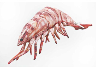 Gaby Tiger Prawn / Kozica