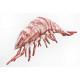 Gaby Tiger Prawn / Kozica