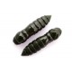 FishUp Pupa 1,2'' (3,2 cm)