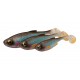 Savage Gear Craft Shad 7,2 cm
