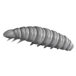 Libra Lures Larva 35