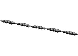 Libra Lures Larva Multi