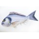 Gaby Seabream / Orada