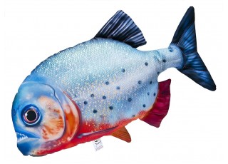 Gaby Red Bellied Piranha / Pirana