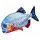 Gaby Red Bellied Piranha / Pirana