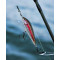 Rapala CountDown Elite 35