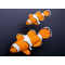 Gaby Clownfish / Riba klaun