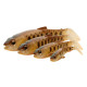 Savage Gear Craft Cannibal Paddletail 12,5 cm
