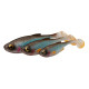 Savage Gear Craft Shad 10 cm
