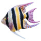 Gaby Freshwater Angelfish / Skalar