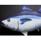Gaby Atlantic Bluefin Tuna