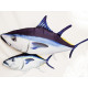 Gaby Atlantic Bluefin Tuna