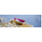 FishUp Wizzy 1,5'' (3,5 cm)