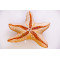 Gaby Starfish / Zvjezdača
