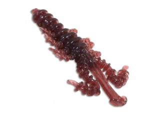 730 - Cola Blue Pearl