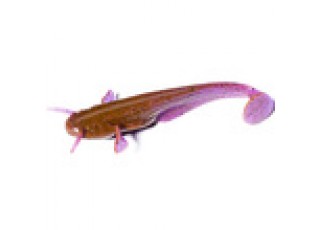 016 - Lox / Green & Black