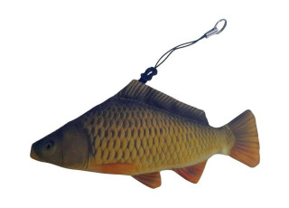 Šaran / Common Carp