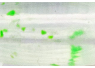 GF01 - Clear / Glow Flake