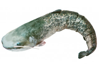 monster - 200 cm (+160,00€)