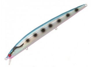 SAR - Original Sardine