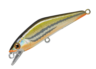 31 - Japanese Dace