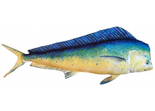 Gaby Dolphin Fish / Lampuga