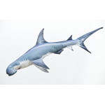 Gaby Hammerhead Shark / Morski pas bat