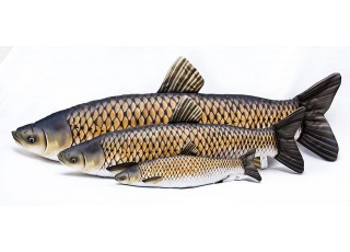 Gaby Grass Carp / Amur