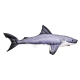 Gaby Shark / Morski pas
