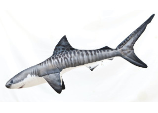 Gaby Tiger Shark / Morski pas tigar