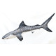 Gaby Tiger Shark / Morski pas tigar