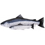 Gaby Sea Trout / Morska pastrva