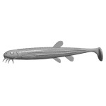 Libra Lures Musta Shad 5'' (12,5 cm)