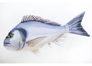 Gaby Seabream / Orada