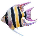 Gaby Freshwater Angelfish / Skalar