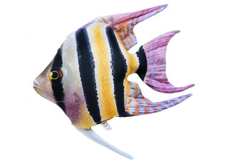 Gaby Freshwater Angelfish / Skalar